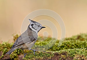 Ð¡rested tit sitting on a moss. Bird with crest