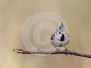 Ð¡rested tit sitting on a stick. Bird with crest