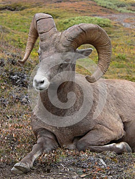 Restful Bighorn Sheep