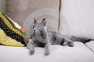 Restful Blue Russian Cat on Beige Couch