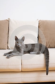 Restful Blue Russian Cat on Beige Couch