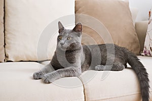 Restful Blue Russian Cat on Beige Couch