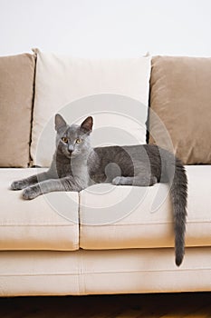 Restful Blue Russian Cat on Beige Couch