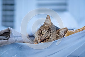Restful Gaze: Tabby Cat Resting on Soft Linens photo