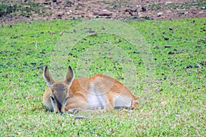 Restful Moments: Marsh Deer Taking a Break