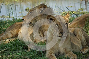 Restful place for lions