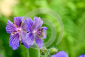 Restful purple flower with dark veins and a honey bee