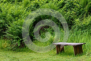 Restful wooden bench in a fern grotto, green grass and ferns