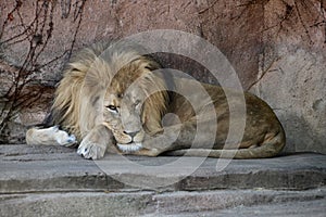 A Resting African Lion