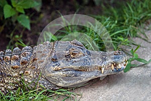 Resting Alligator