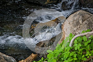 Resting alligator in the river