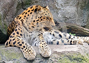 Resting Amur Leopard
