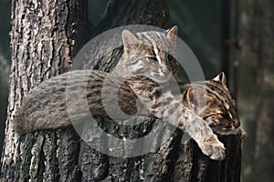 Resting Amur leopard cats