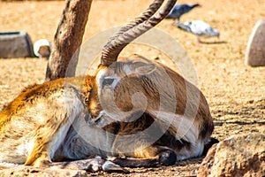 Resting Antilope photo