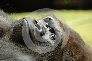 Resting ape photo