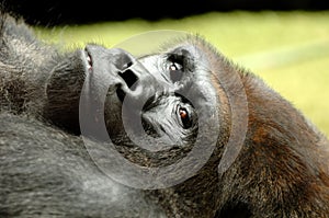 Resting ape photo