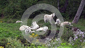 A resting Arctic Wolf pack