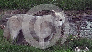 A resting Arctic Wolf pup