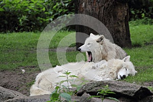 Resting Arctic wolfs