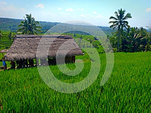 Resting area for tourist, a thatched roof hut on the middle of green rice field terraces in Jatiluwih, Bali island