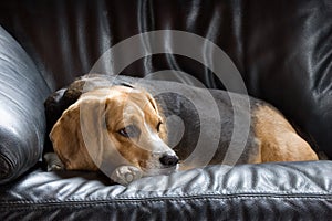 Resting beagle