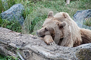 Resting bear