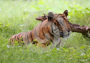 Resting bengal tiger