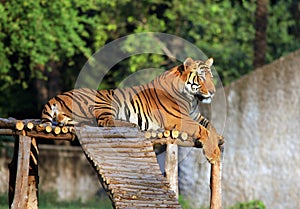 Resting bengal tiger photo