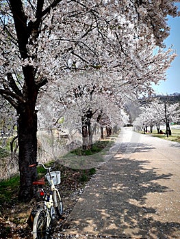 Resting Bicycle in Han River Park in Seoul South Korea