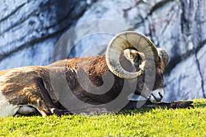 A resting Bighorn Sheep with a rocky background