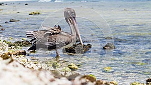 A resting bird, Arashi Beach, Aruba.