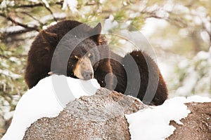 Resting Black Bear