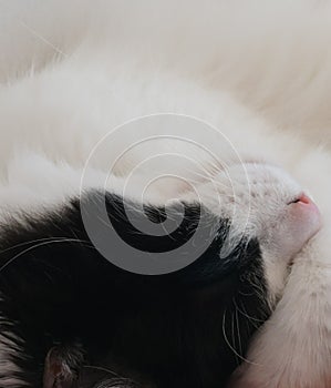 Resting black and white cat