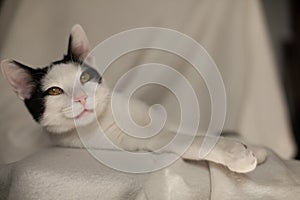 Resting black and white cat