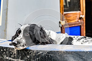 Resting Black & White Cocker Spaniel photo