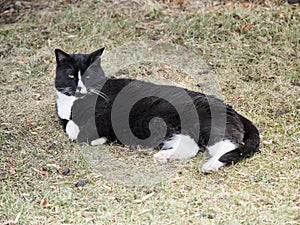 Resting Black And White Pet Cat