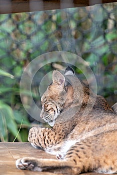 A Resting Bobcat in Captivity
