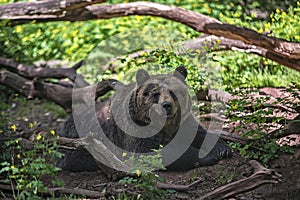 Resting brown bear (Ursus arctos)