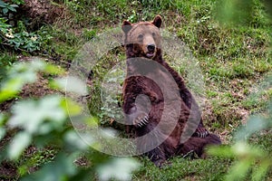 Resting brown bear Ursus arctos in the forest