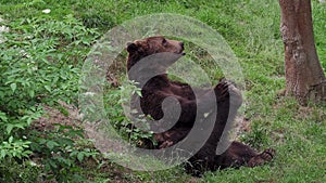 Resting brown bear (Ursus arctos) in the forest