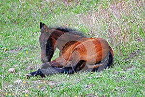 Resting Brown Foal in Green Grass