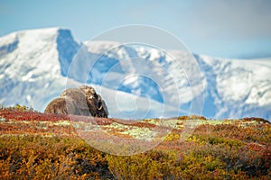 Resting Bull Musk Ox