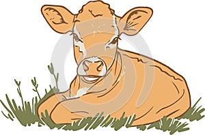 Resting Calf Illustration, A Peaceful Young Cow Lying Down and Relaxing in the Sun