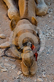 Resting Camel