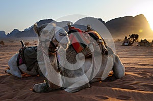 Resting camel