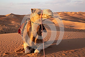 Resting camel in Wahiba Sands desert in Oman in warm late afternoonlight photo