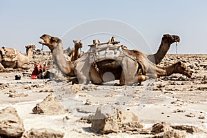 Resting camels, Danakil Desert, Ethiopia