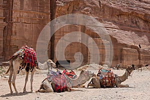 Resting camels in Petra, Jordan