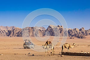 Resting camels, Wadi Rum desert, Jordan