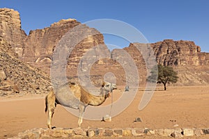 Resting camels, Wadi Rum desert, Jordan
